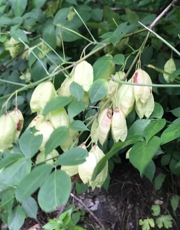 Amerikanische Pimpernuss Samen – Staphylea Trifolia, 20 Stück, Mit Anzuchtanleitung