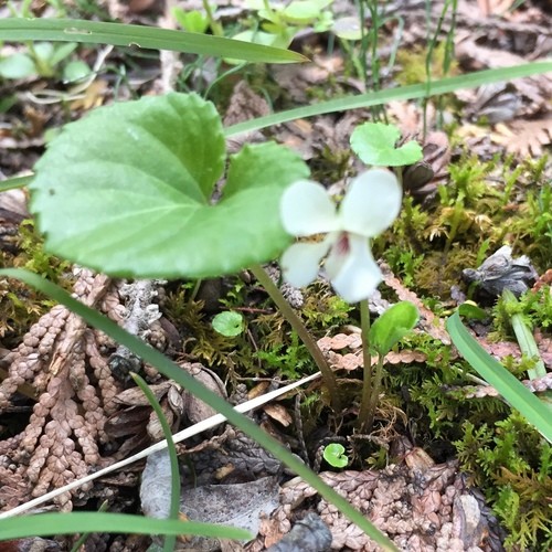 Violeta hoja de riñón (Viola renifolia) - PictureThis
