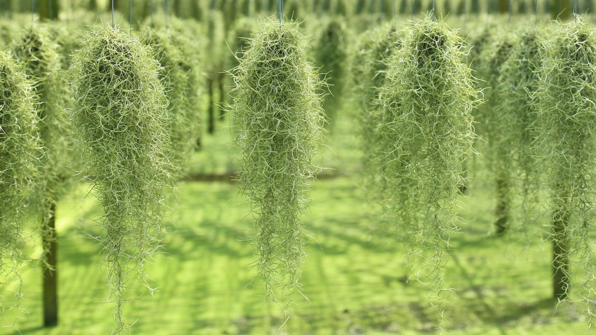 Spanish moss Care (Watering, Fertilize, Pruning, Propagation) - PictureThis