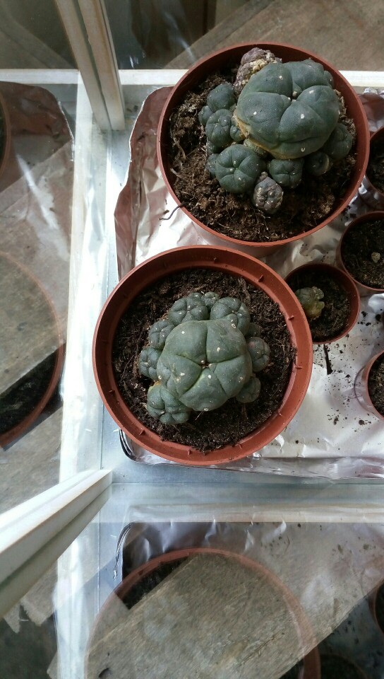 ウバタマ（烏羽玉）の判定方法 (Lophophora williamsii)