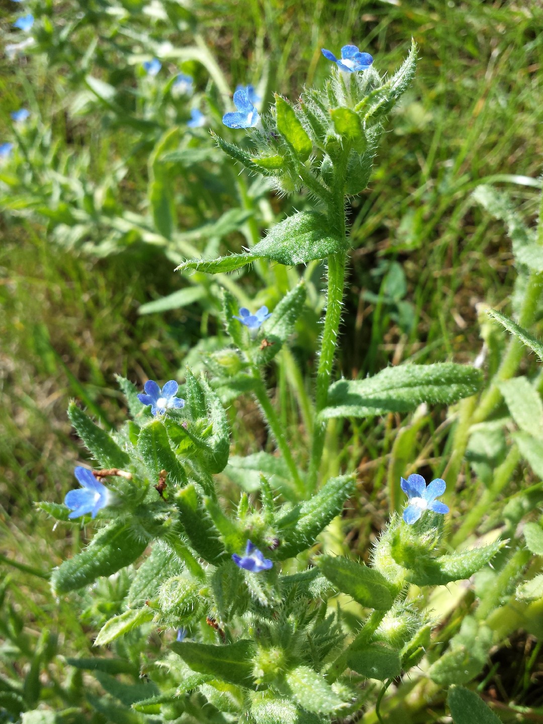 Lycopsis arvensis 花言葉，毒性，よくある質問 - PictureThis