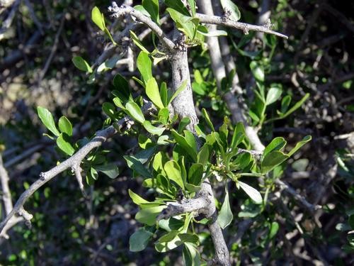 Searsia longispina PictureThis