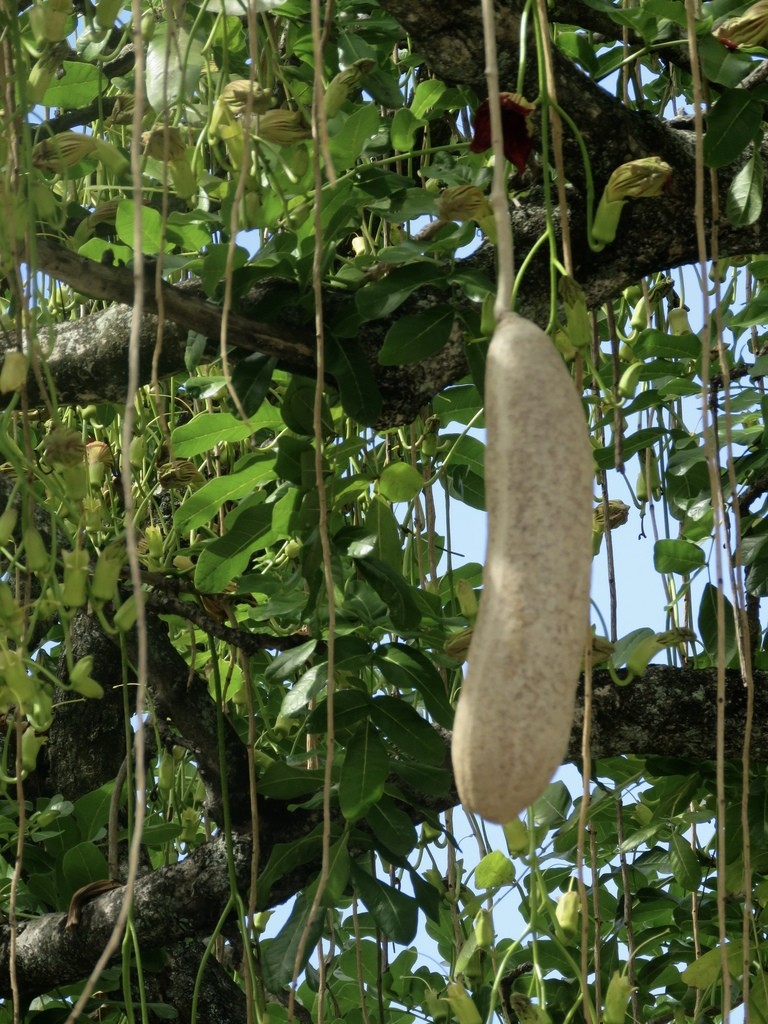 2mn pour comprendre, le Kigelia, Le Kigelia est un genre de plantes  originaire d'Afrique sous forme de saucisses qui peut aller jusqu'à 30  mètres de longs et des vertus thérapeutiques