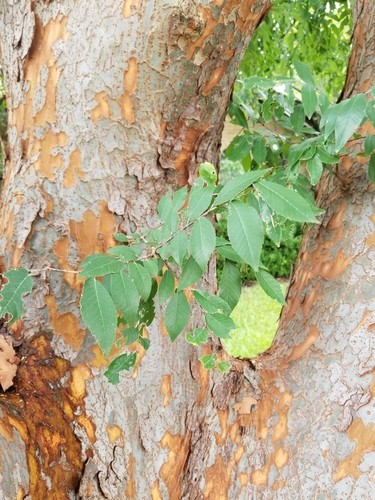榔榆 (Ulmus parvifolia) 照顧，種植，繁殖，開花時間 - PictureThis