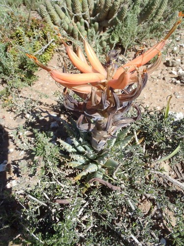 Wie man Aloe longistyla anbaut und pflegt
