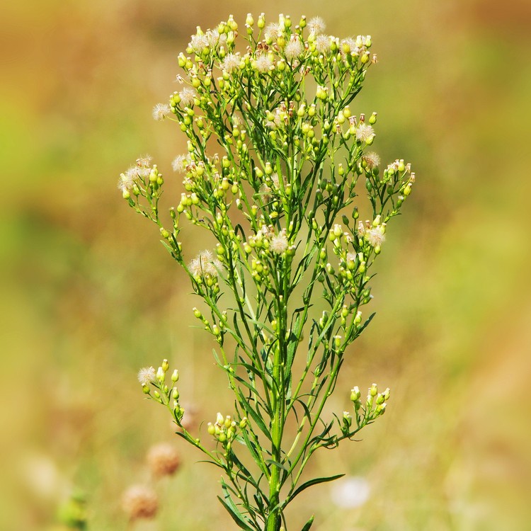Image of Horseweed (Erigeron canadensis) perennial weed