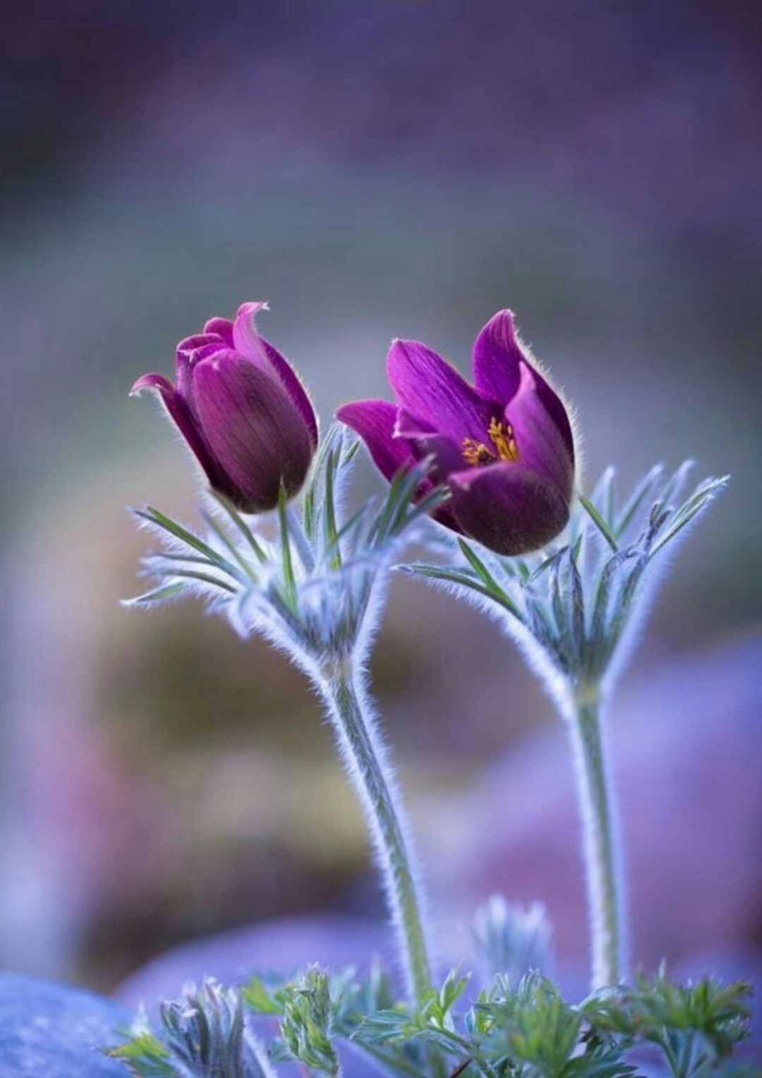 セイヨウオキナグサ（西洋翁草）の判定方法 (Pulsatilla vulgaris)