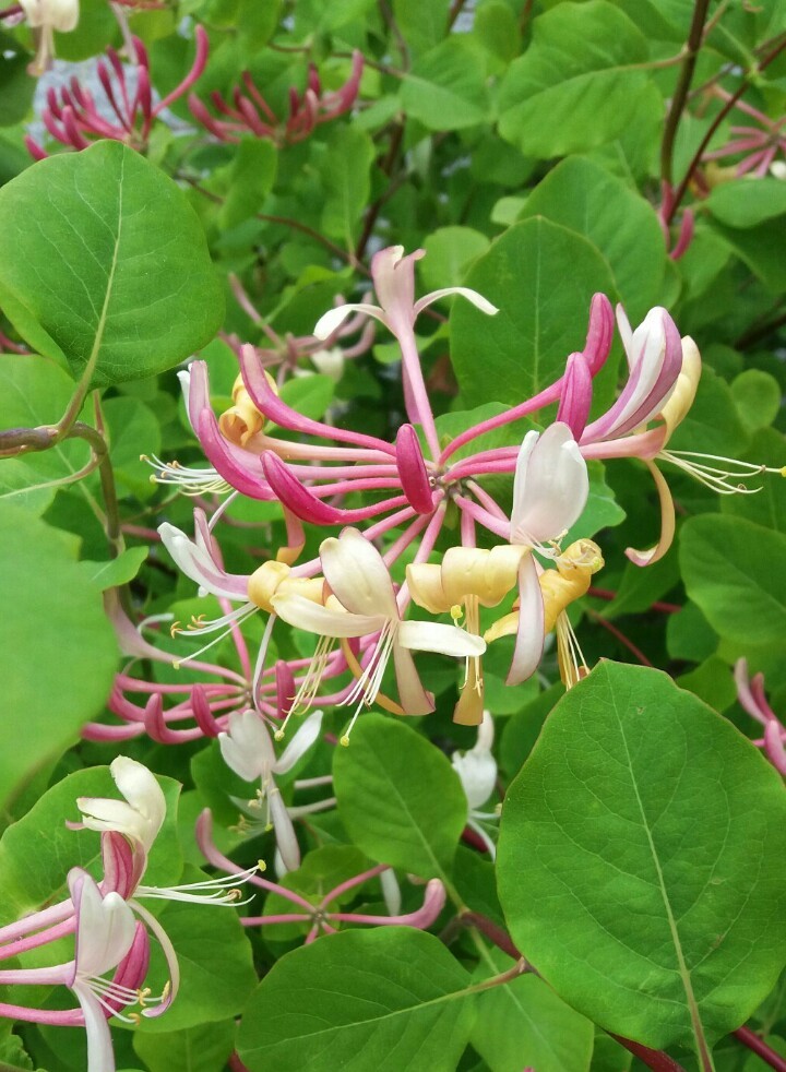 Waldgeiblatt 'Serotina' (Lonicera periclymenum 'Serotina') - PictureThis