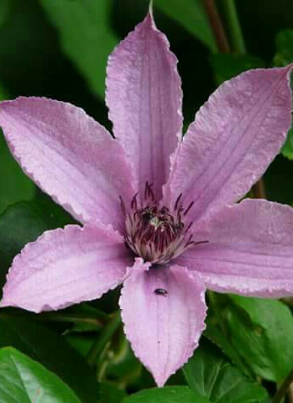Clematis 'Hagley Hybrid' PictureThis