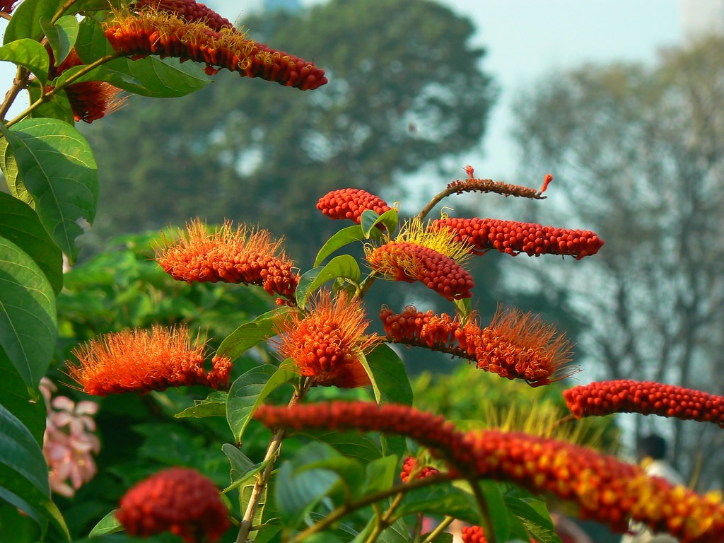 Monkey brush vine rotundifolium) Flower, Leaf, Care, Uses