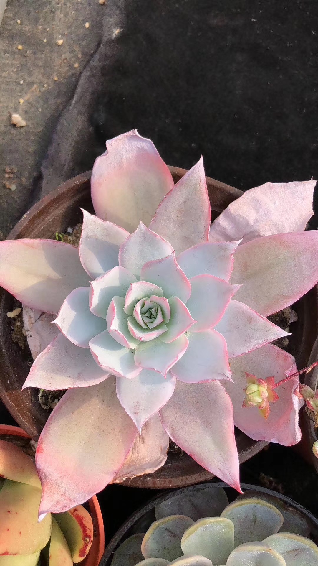 多肉植物 エケベリア 20株 サボテン ・カンテ (Echeveria Cante 多肉植物 エケベリア 20株 サボテン ・カンテ (Echeveria Cante
