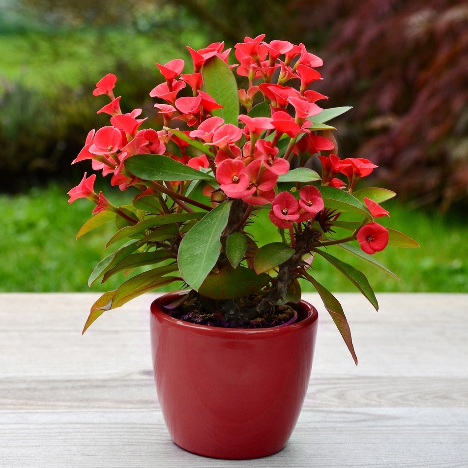 Crown of thorns (Euphorbia milii) Flower, Leaf, Care, Uses