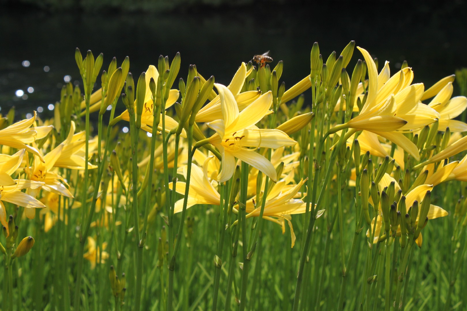 Azucena amarilla (Hemerocallis lilioasphodelus) - PictureThis