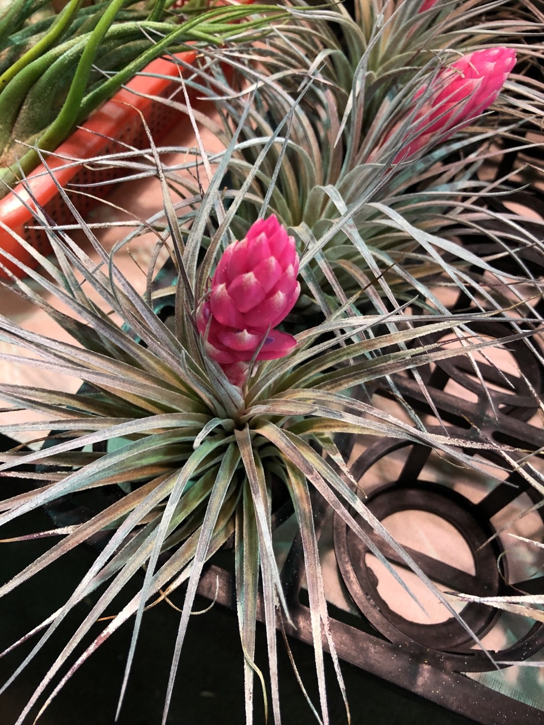 Tillandsia stricta Entretien (Arrosage, Croissance, Maladie