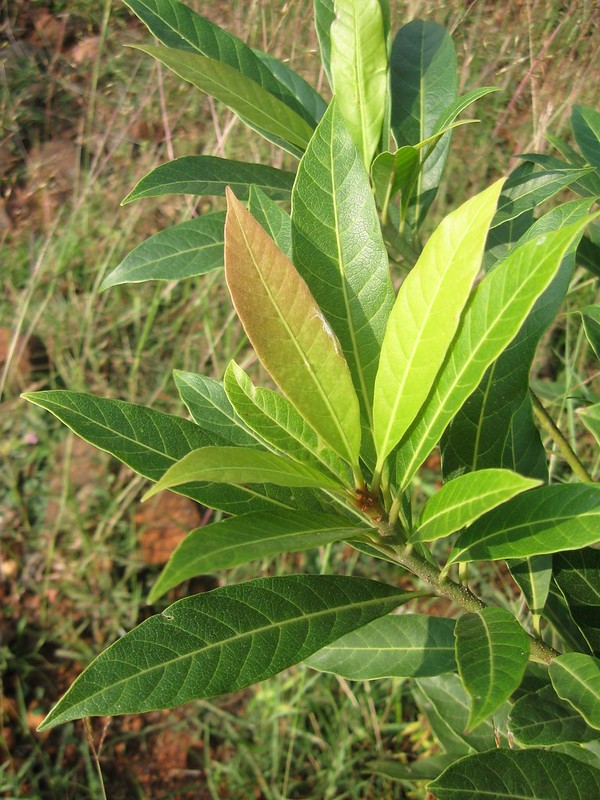 Mahua (Madhuca longifolia) Flower, Leaf, Care, Uses PictureThis