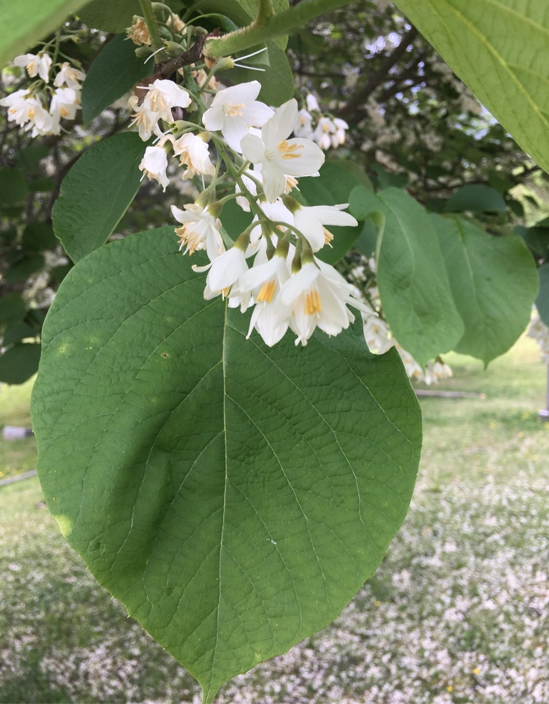 ハクウンボク（白雲木）の判定方法 (Styrax obassia)