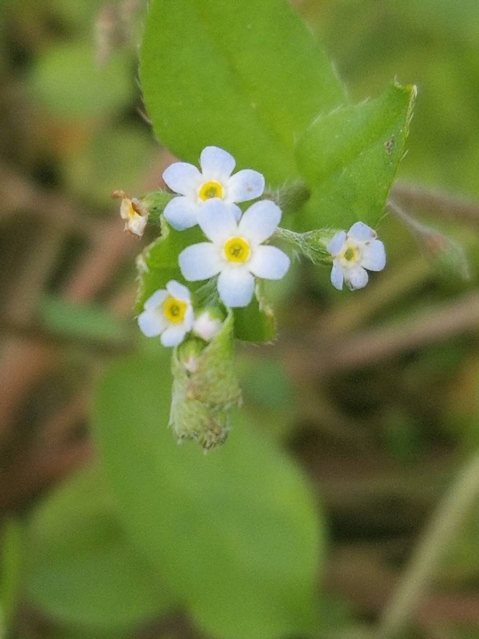 Verde balcone.: Non ti scordar di me (Myosotis), fiore utile e