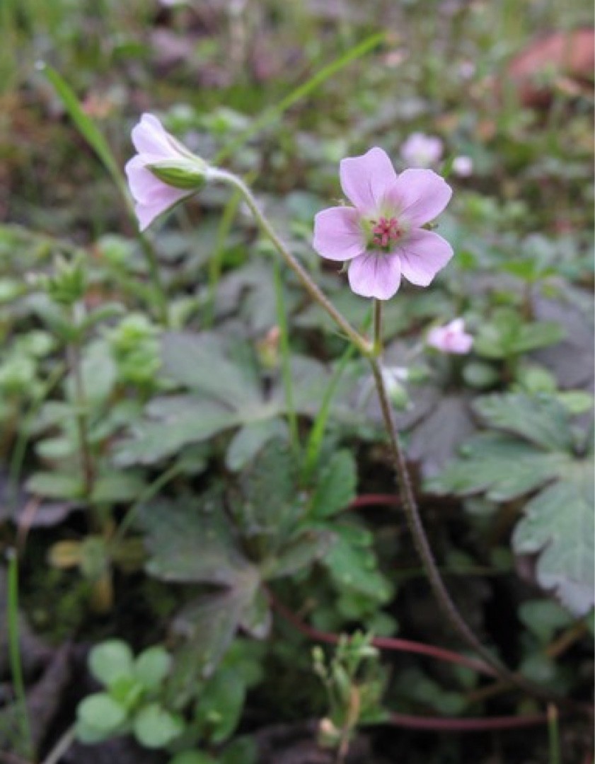 Geranium nepalense - PictureThis