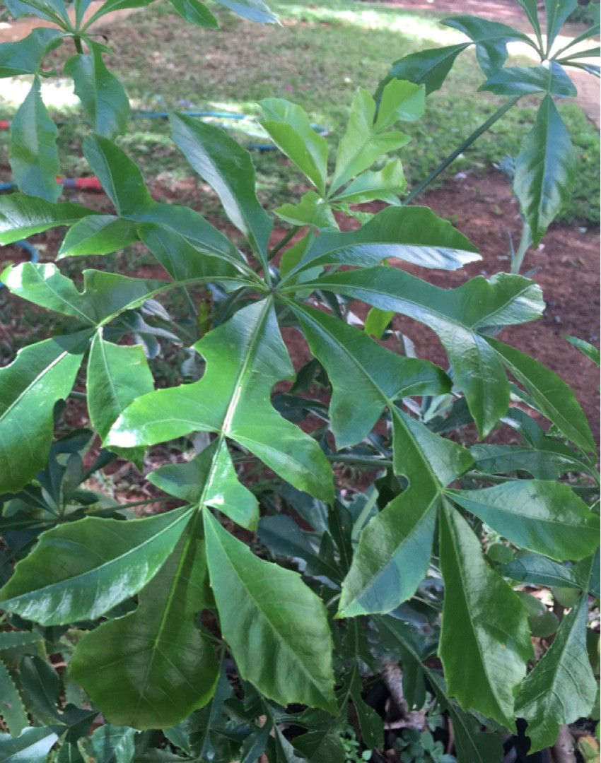 クッソニア・スピカータの判定方法 (Cussonia spicata)
