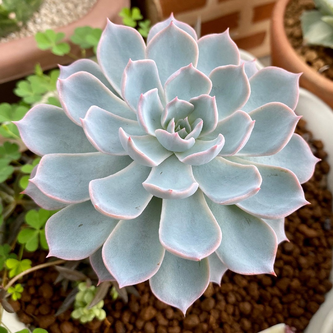 Echeveria peacockii - PictureThis