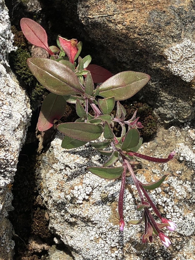 Epilobium minutum PictureThis