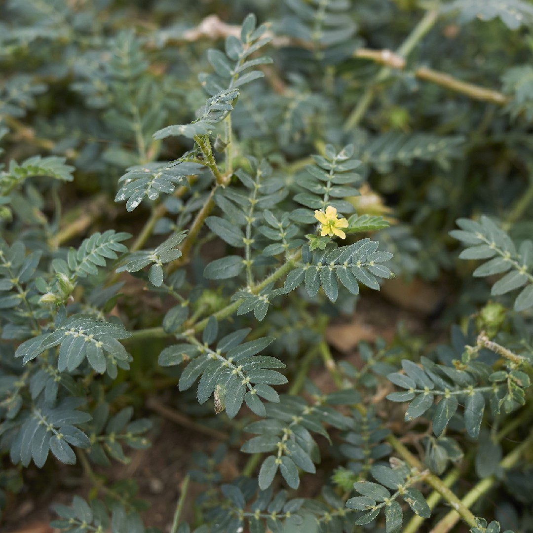 Burzeldorne (Tribulus)