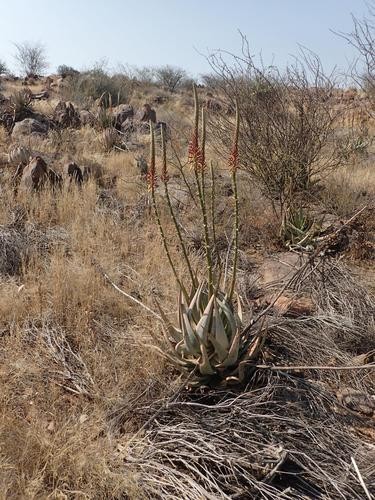 Aloe gariepensisの育て方・栽培方法