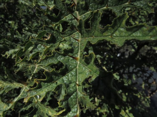 Solanum sisymbriifolium DSC09438 Planta do joá-bravo, joá,…