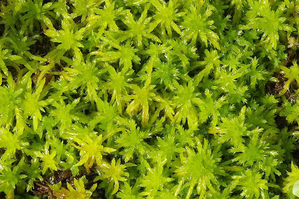 Low sphagnum (Sphagnum compactum) Flower, Leaf, Care, Uses PictureThis