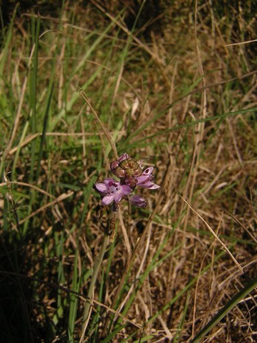Alpine forget-me-not (Myosotis alpestris) Flower, Leaf, Care, Uses -  PictureThis