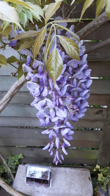 So identifizierst du Chinesischer Blauregen (Wisteria sinensis)