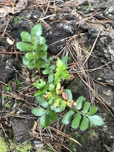 Asplenium obtusatum PictureThis