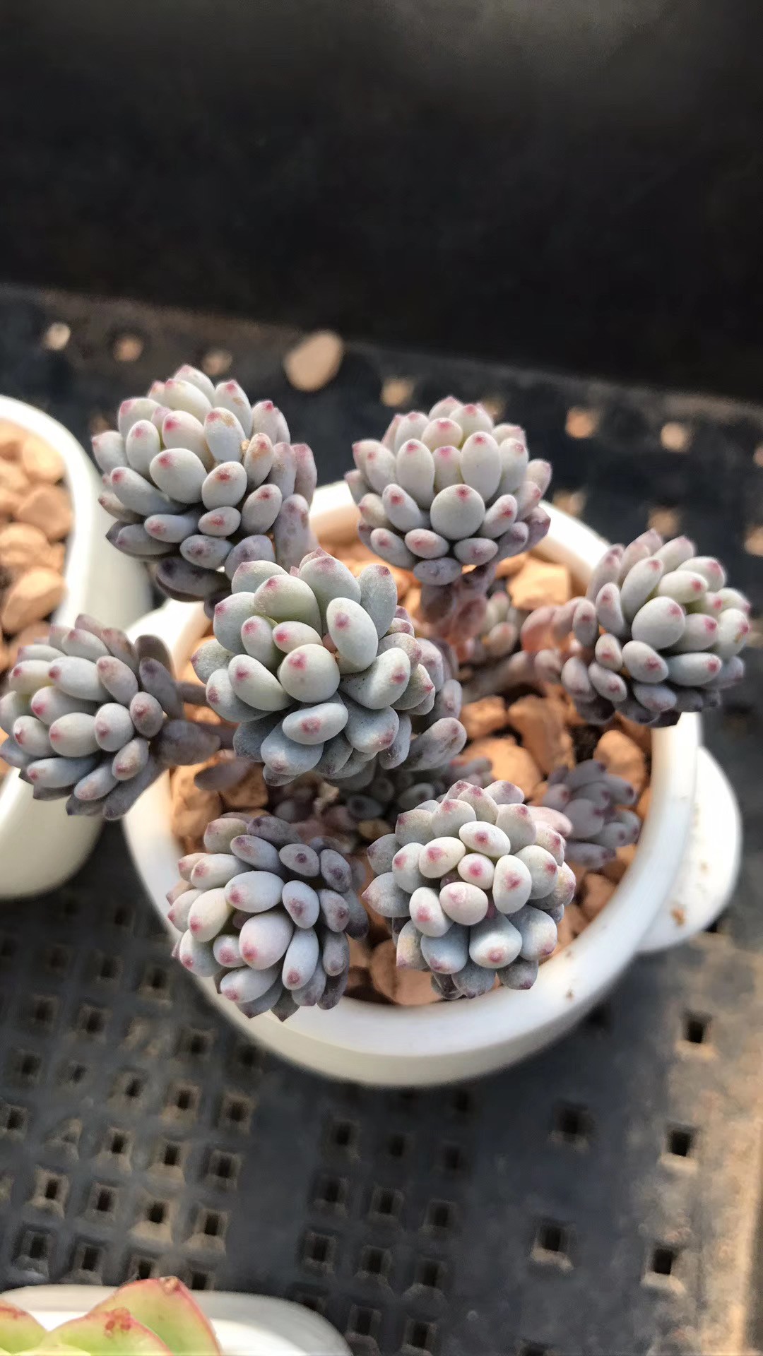 Bluebean Graptopetalum pachyphyllum 'Bluebean' - PictureThis