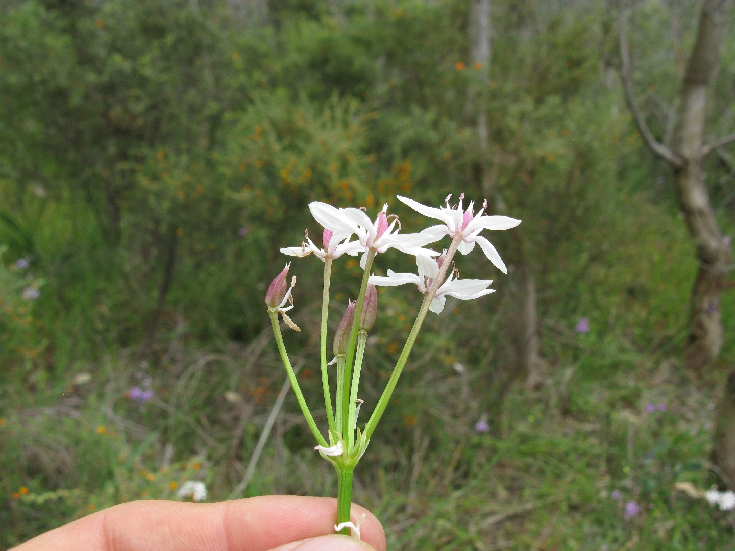 Burchardia umbellata PictureThis