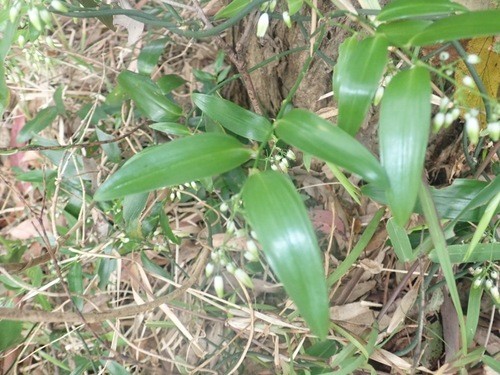 Geitonoplesium (Geitonoplesium)