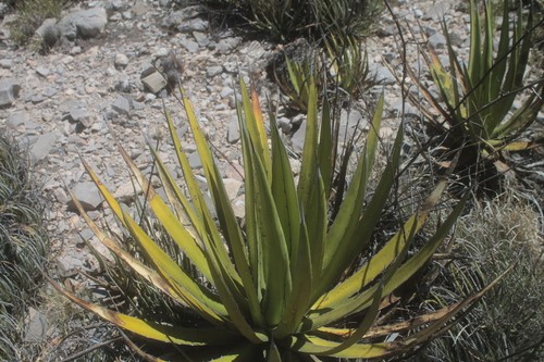 Agave albomarginata - PictureThis