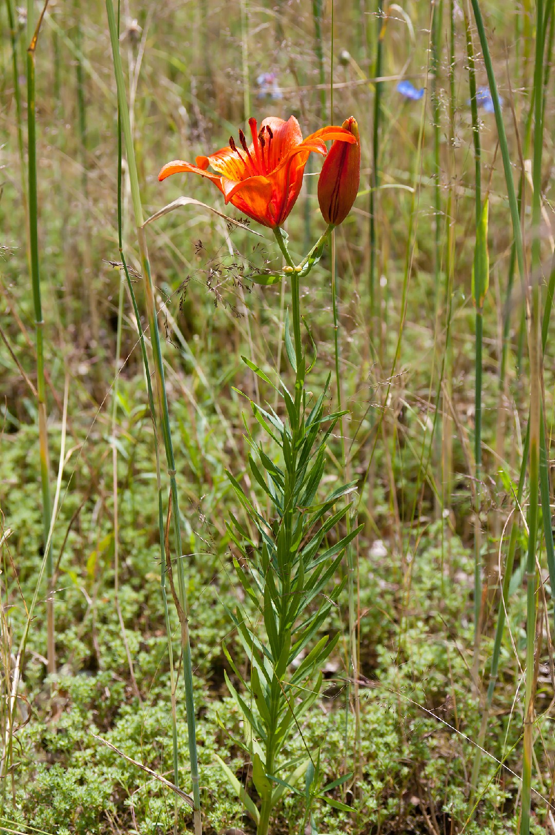 Feuer-lilie - Lilium bulbiferum (Pflege, Merkmale, Blume, Bilder)