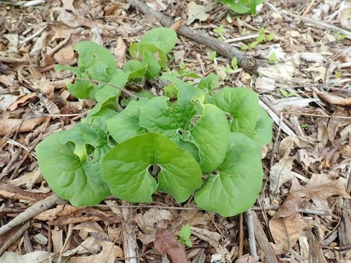 山野草 熱帯植物 カンアオイ Asarum yunnanense （山野草）カンアオイ