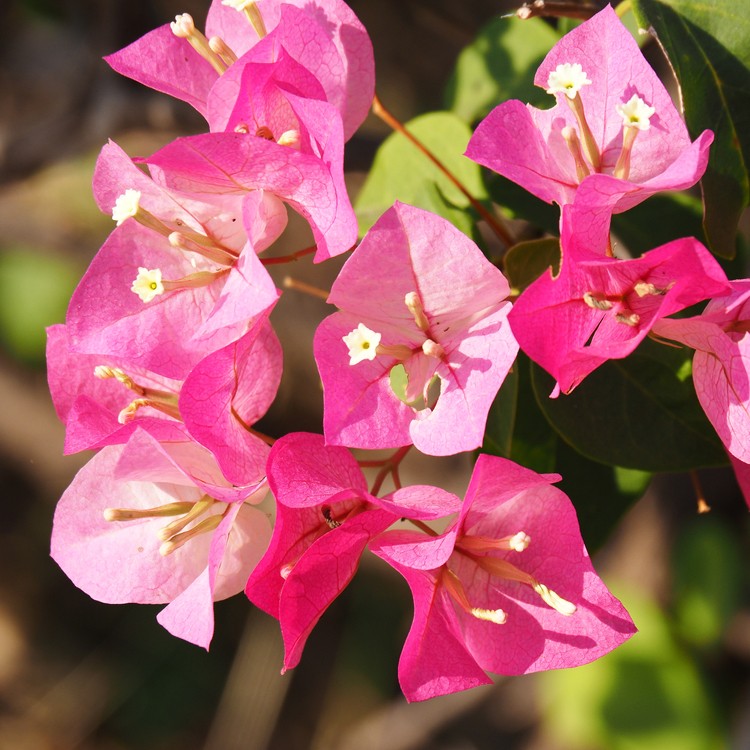 Buganvilla (Bougainvillea glabra) - PictureThis