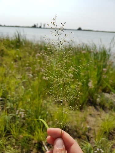 Полевичка — королева аранжировок и пейзажных зарослей: все, что нужно знать