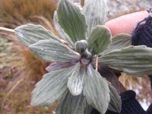 Celmisia haastii PictureThis