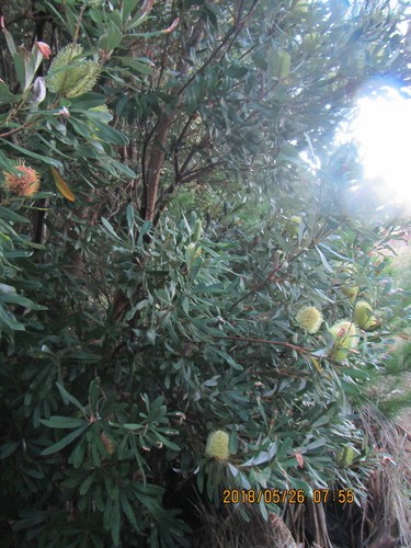 コースト・バンクシア (ケア, 特徴, 花, 画像)