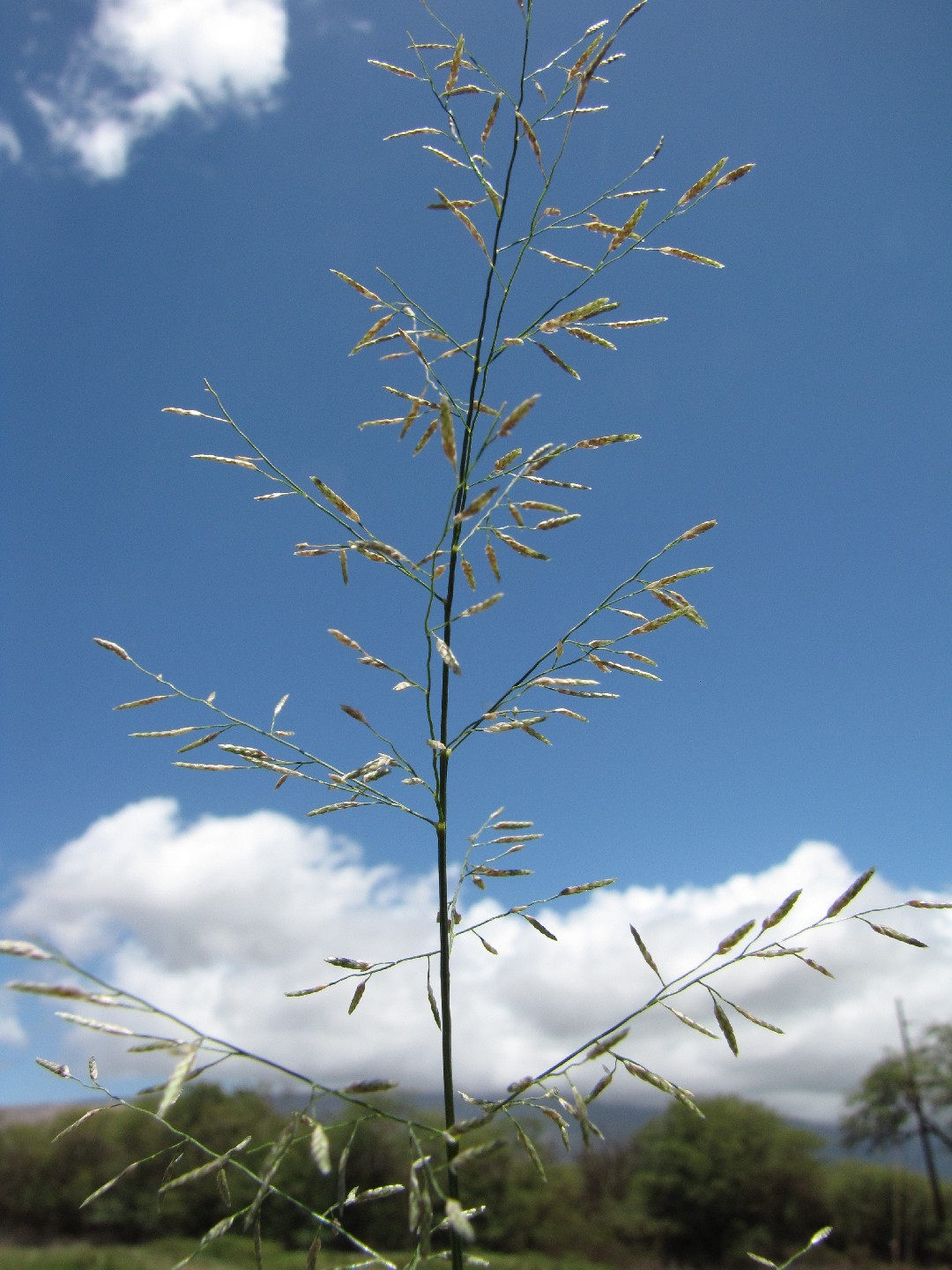 Уход за цветом