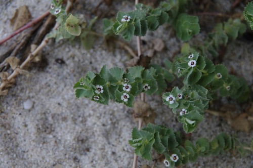 Euphorbia leucophylla PictureThis