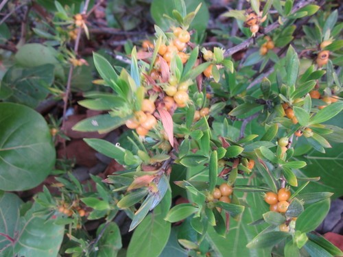 Ernodea littoralis PictureThis