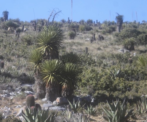 ユッカ　カルネロサーナ ユッカ・カルネロサーナ｜Yucca carnerosana | DESERT INC.
