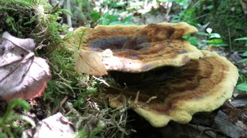 ツガサルノコシカケ科 (Fomitopsidaceae) - PictureThis