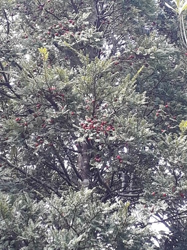 Prumnopitys ferruginea PictureThis