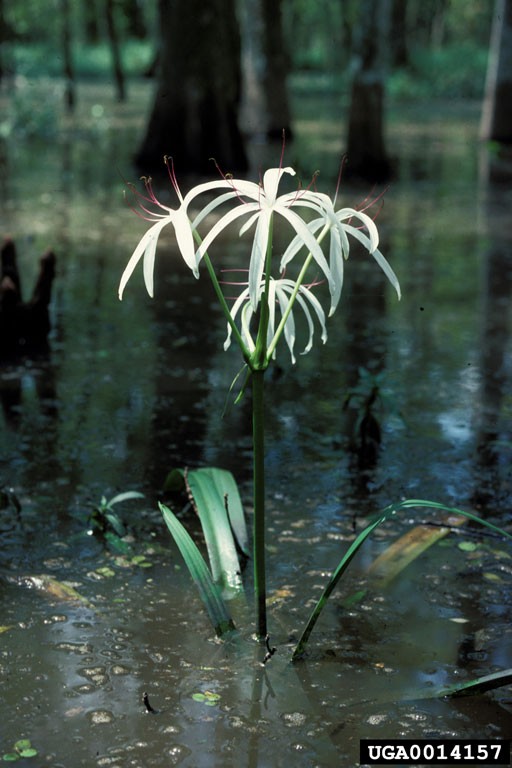 Lirio de pantano (Crinum americanum) - PictureThis