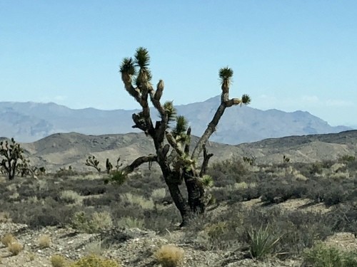 Josua-Palmlilie - Yucca brevifolia (Pflege, Merkmale, Blume, Bilder)